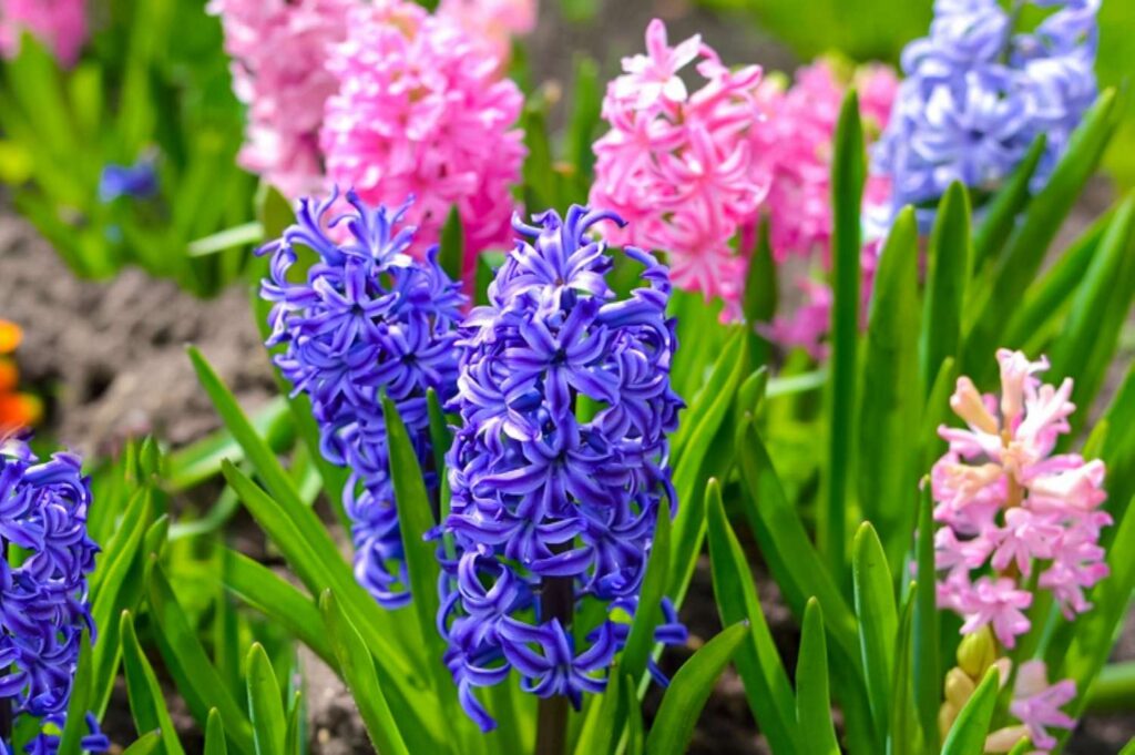 Hyacinths in a Spring Garden